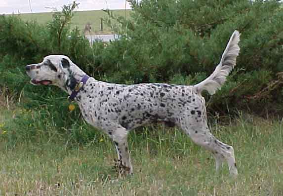 Hunter Hill Oskar (Oskar)