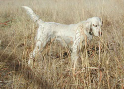 Straitt Country (Dusty) 