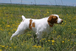 FC Sniksoh Little Rascal (Spanky)