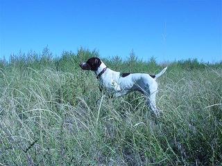 AO Wildfires Solo Express