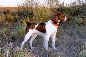 Sniksoh Sweet Hershey Kiss