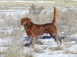 Iskote Ani-Mosh (Fred)