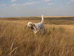 Riley's Runnin'hideaway (Riley)