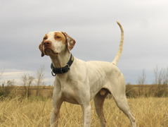 Hideaway's Tall Boy (Tommy)